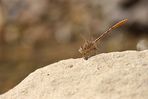 Moorse tanglibel - Onychogomphus costae