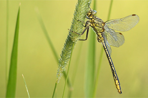 Plasrombout - Gomphus pulchellus