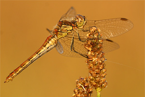 Steenrode heidelibel - Sympetrum vulgatum