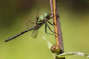 Taiga glanslibel - Somatochlora alpestris