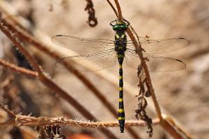 Turkse bronlibel - Cordulegaster picta