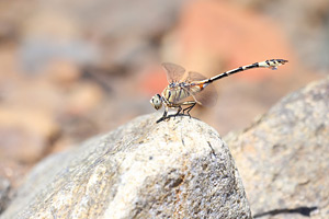 Vaandeldrager - Lindenia tetraphylla