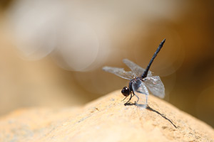 Windvaantje - Selysiothemis nigra