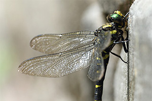 Zuidelijke bronlibel - Cordulegaster bidentata