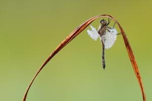 Zwarte heidelibel - Sympetrum danae