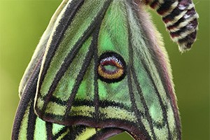 Spaanse maanvlinder - Graellsia isabellae