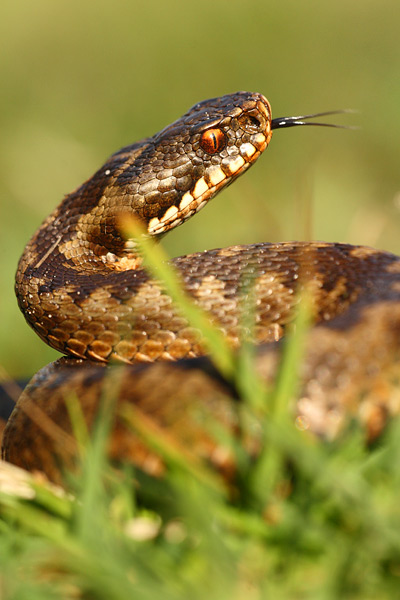 Adder - Vipera berus