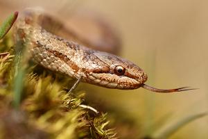 Gladde slang - Coronella austriaca