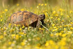 Griekse landschildpad - Testudo hermanni