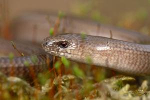 Hazelworm - Anguis fragilis