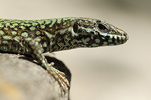 Muurhagedis - Podarcis muralis