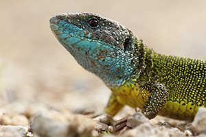 Ooselijke smaragdhagedis - Lacerta viridis