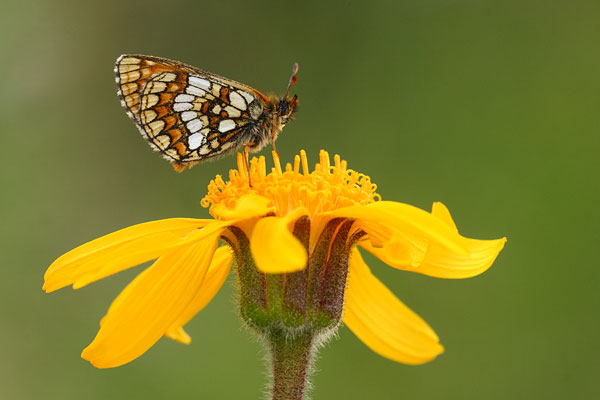 Alpenparelmoervlinder - Melitaea varia