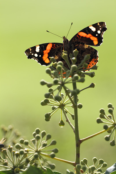 Atalanta - Vanessa atalanta