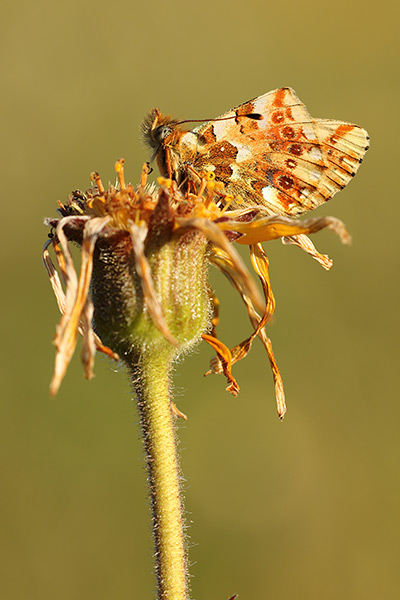 Balkanparelmoervlinder - Boloria graeca