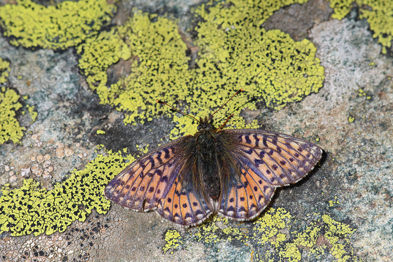 Bergparelmoervlinder - Boloria napaea