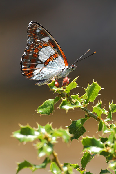 Blauwe ijsvogelvlinder - Limenitis reducta