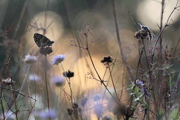 Bosparelmoervlinder - Melitaea athalia