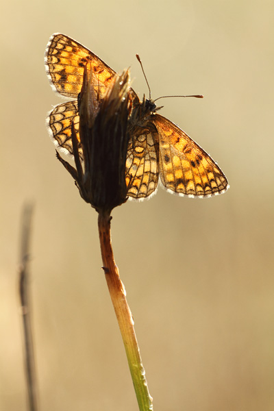 Bosparelmoervlinder - Melitaea athalia
