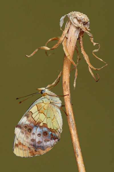 Braamparelmoervlinder - Brenthis daphne