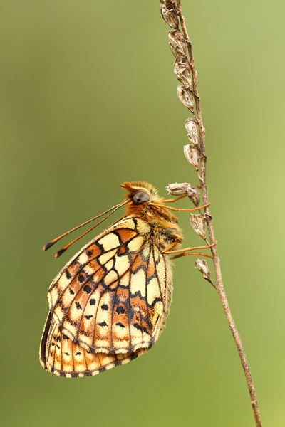 Dubbelstipparelmoervlinder - Brenthis hecate