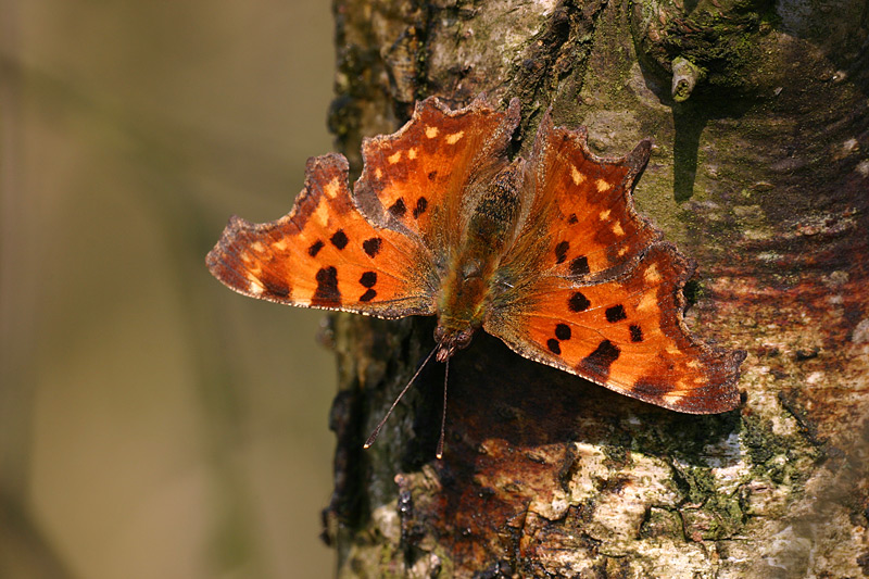 Gehakkelde aurelia - Polygonia c-album