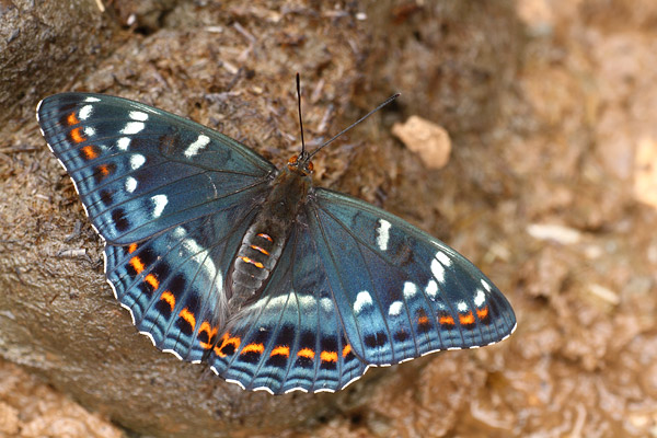 Grote ijsvogelvlinder - Limenitis populi