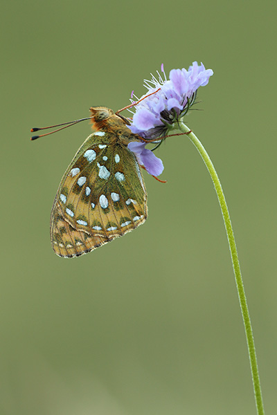 Grote parelmoervlinder - Argynnis aglaja