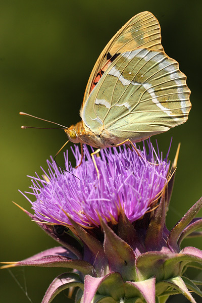 Kardinaalsmantel - Argynnis pandora