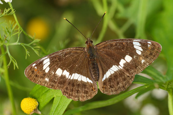 Kleine ijsvogelvlinder - Limenitis camilla