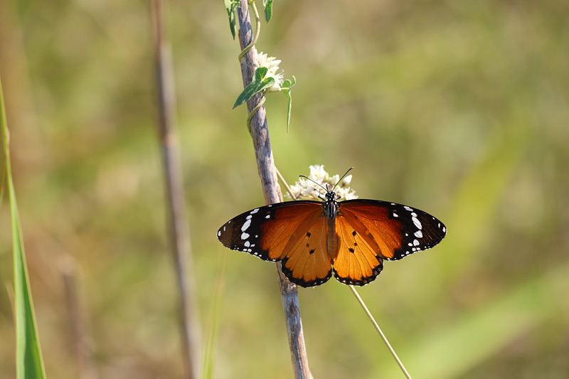 Kleine monarchvlinder - Danaus chrysippus
