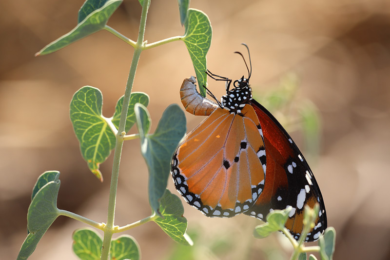 Kleine monarchvlinder - Danaus chrysippus