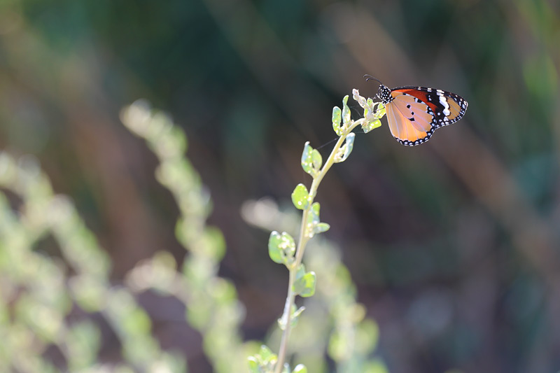 Kleine monarchvlinder - Danaus chrysippus