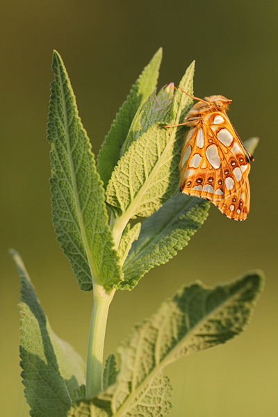 Kleine parelmoervlinder – Issoria lathonia
