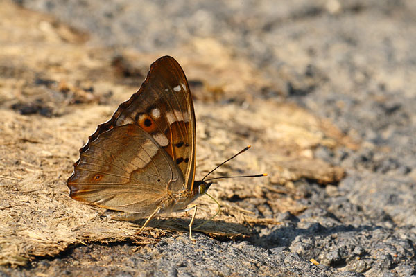 Kleine weerschijnvlinder - Apatura ilia