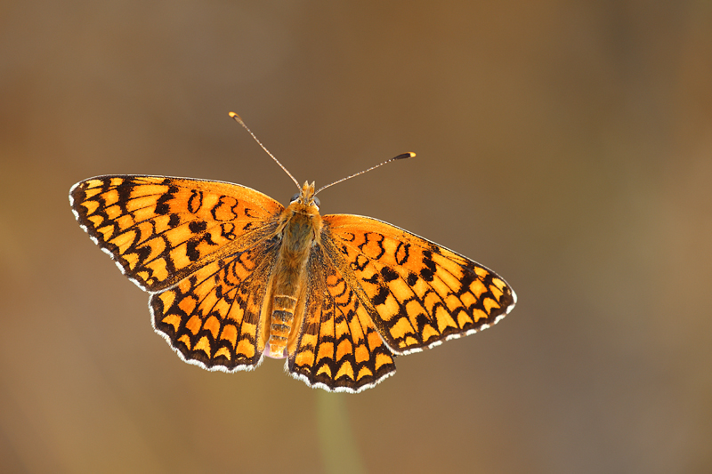 Knoopkruidparelmoervlinder - Melitaea phoebe