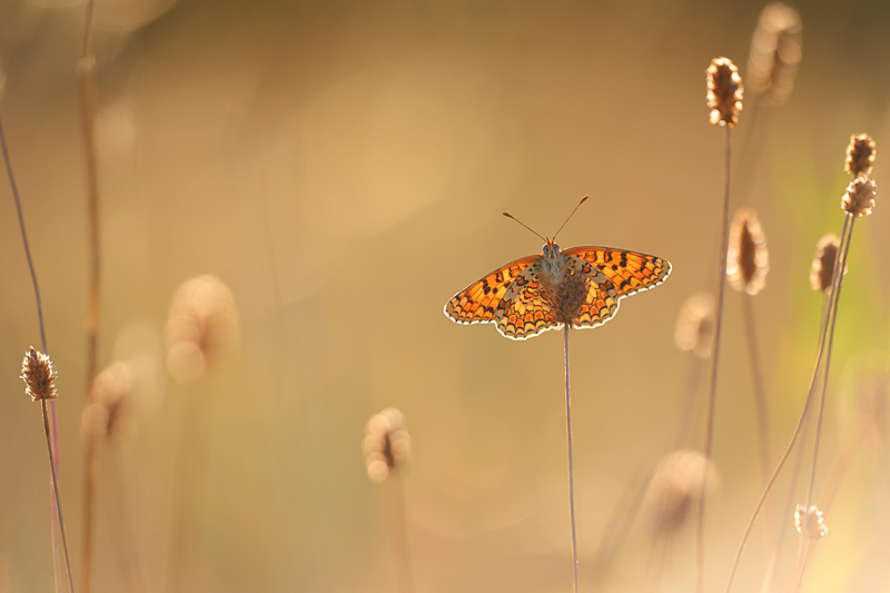 Knoopkruidparelmoervlinder - Melitaea phoebe