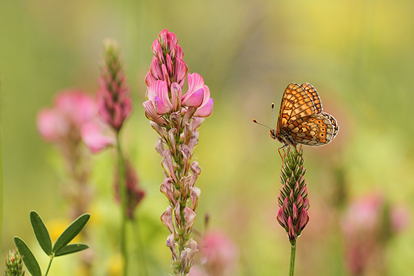 Moerasparelmoervlinder - Euphydryas aurinia