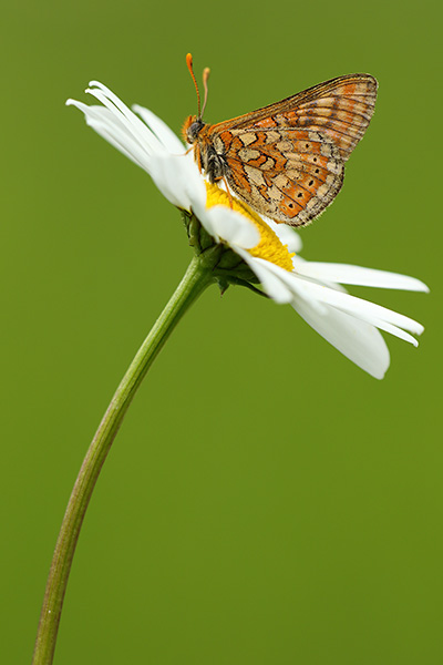 Moerasparelmoervlinder - Euphydryas aurinia