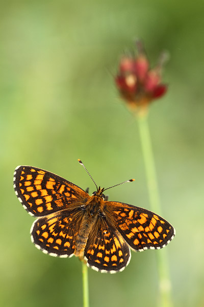 Oostelijke parelmoervlinder - Melitaea britomartis