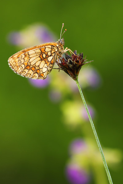 Oostelijke parelmoervlinder - Melitaea britomartis