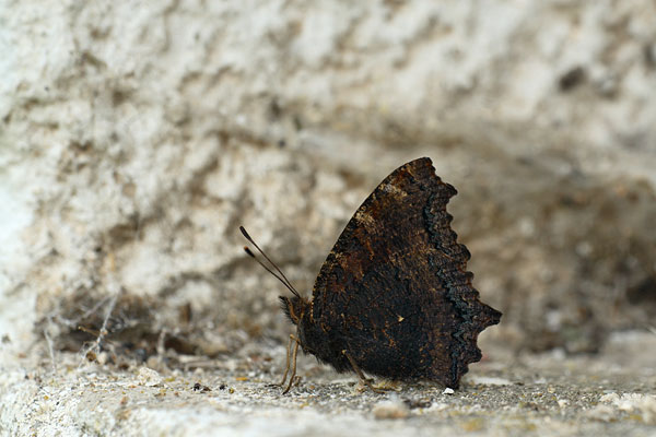 Oostelijke vos - Nymphalis xanthomelas