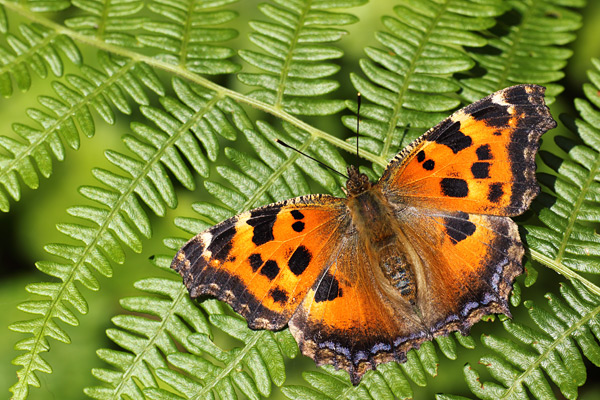 Oostelijke vos - Nymphalis xanthomelas