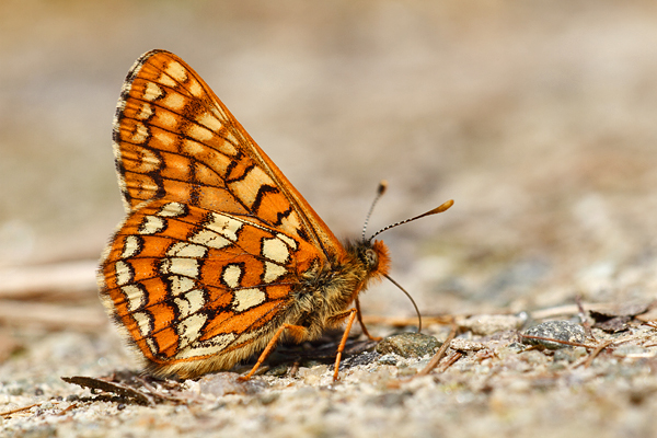 Oranjebonte parelmoervlinder - Euphydryas intermedia