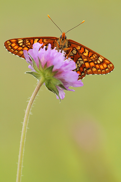 Roodbonte parelmoervlinder - Euphydryas maturna