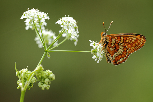 Roodbonte parelmoervlinder - Euphydryas maturna