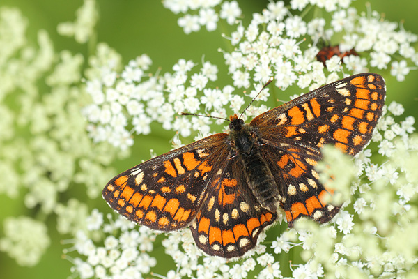 Roodbonte parelmoervlinder - Euphydryas maturna