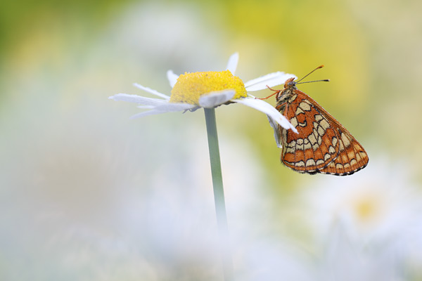 Roodbonte parelmoervlinder - Euphydryas maturna