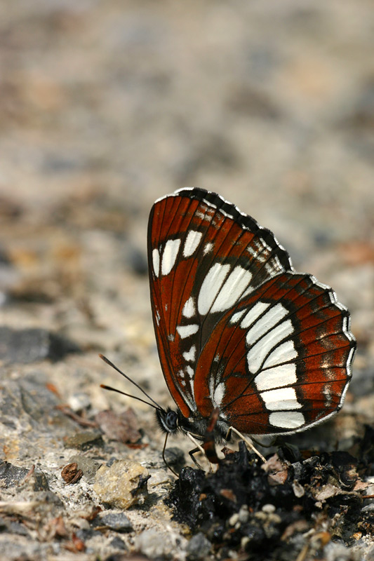 Spireazwever - Neptis rivularis