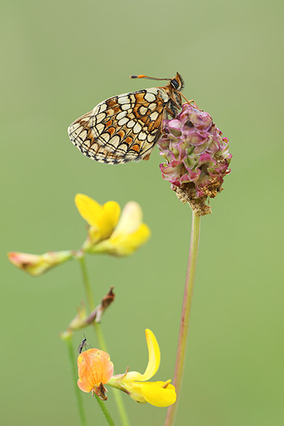 Steppeparelmoervlinder - Melitaea aurelia